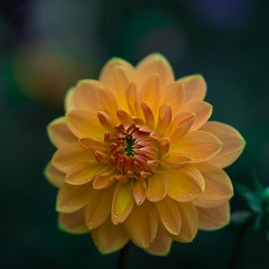 Poppy & Peony Wedding Bouquet